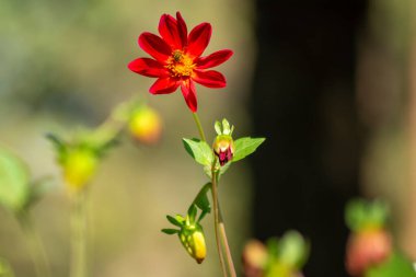 Yumuşak Bokeh Arkaplanlı Kırmızı Dahlia Çiçeğinin Yakın Çekimi
