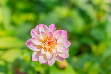 Yumuşak Bokeh Arkaplanlı Pembe ve Beyaz Dahlia Çiçeğinin Yakın Çekimi