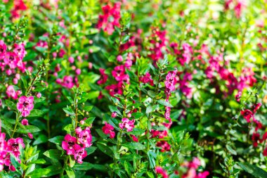 Pembe Angelonia Çiçeklerinin Yakın Çekimi