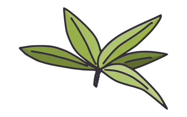 Kurblätter Der Aloe Pflanze Doodle Einfache Zeichnung Skizze Bild — Stockfoto