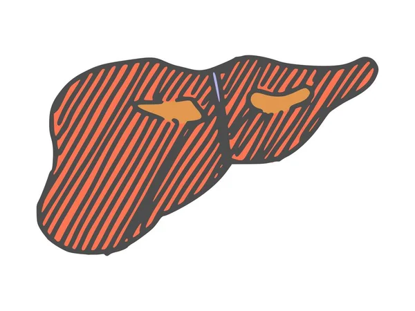 Печінка Людського Органу Каракулі Простий Малюнок Ескізний Малюнок — стокове фото