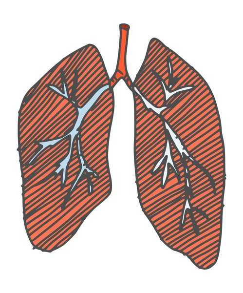 Lungs Human Organ Drawing Doodle Simple Drawing Sketch Picture — Stock Photo, Image