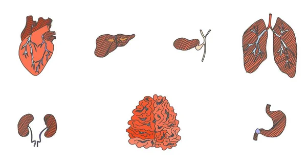 Mänskliga Organ Njurar Hjärna Lungor Hjärta Klottrad Skiss Bild Lager — Stockfoto