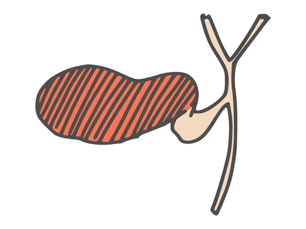 gallbladder human organ drawing. doodle sketch picture stock
