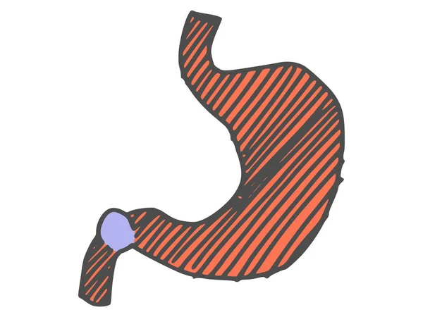 stomach human organ drawing. doodle sketch picture stock