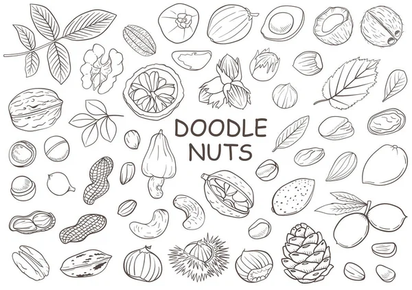 Ein Satz Handgezeichneter Doodle Nuts Vektorillustration — Stockvektor