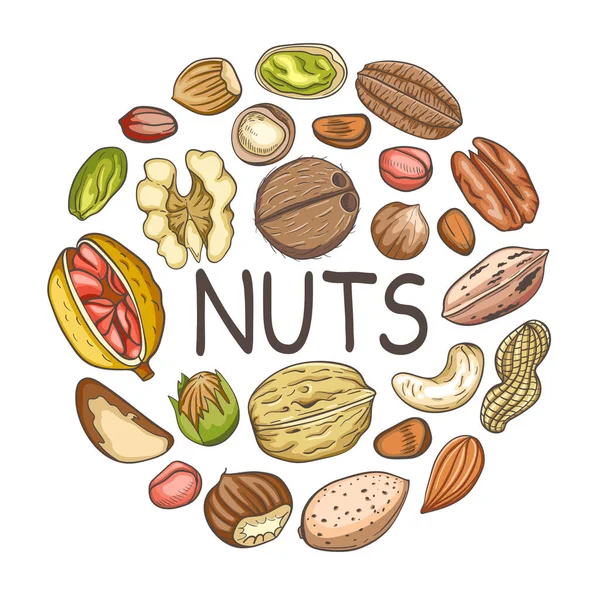 Background Various Nuts Banner Almond Walnut Hazelnut Chestnut Hand Drawn — Stock Vector