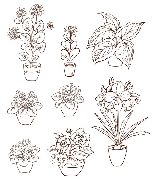 一套白色背景的各种家居植物 花盆里有紫罗兰和天麻 手绘矢量图解 — 图库矢量图片