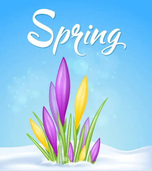 Blauer Frühlingshintergrund Mit Gelben Und Violetten Krokussen Schnee Vektorillustration — Stockvektor