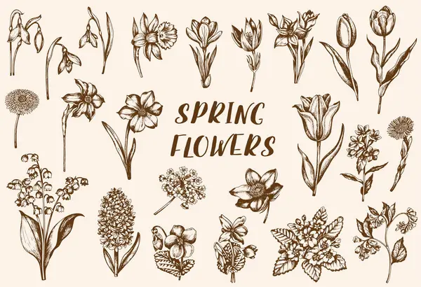 Sada Ručně Kreslených Vinobraných Jarních Květin Vektorová Ilustrace Royalty Free Stock Ilustrace