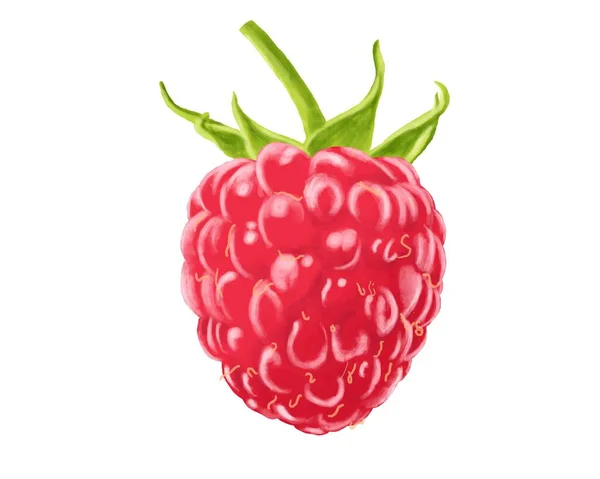 Drawing Rasberry Fruit Style Isolate White Background — Stock Photo, Image