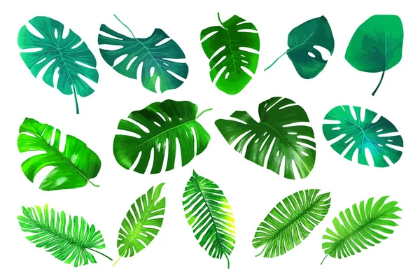 Tropical Botanical Leaves Collection Vector Isolated Elements White Background Jungle — 스톡 벡터
