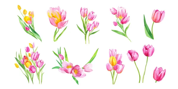 Różowe Kwiaty Tulipan Odizolowane Białym Tle Kolekcja Kwiatów Tworzenia Zaproszeń — Wektor stockowy