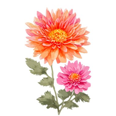 Turuncu ve pembe renkli suluboya kasımpatı çiçekleri. Beyaz arka planda elde boyanmış çiçek çizimi. Düğün davetiyeleri ve tebrik kartları için öge olarak kullanılabilir
