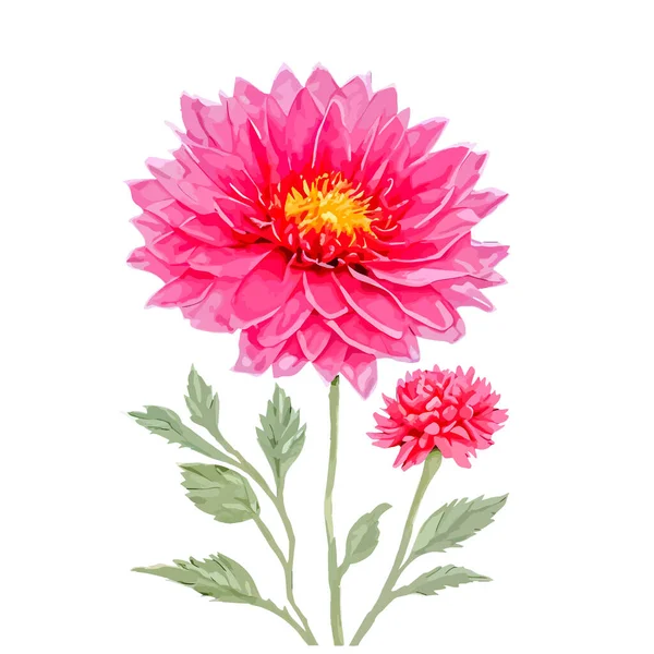 Aquarel Chrysant Bloemen Met Rode Roze Kleur Met Hand Geschilderde — Stockvector