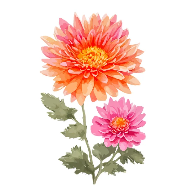 Akvarell Krysantemum Blommor Med Orange Och Rosa Färg Handmålade Blommig — Stock vektor