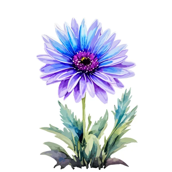 紫と青の色を持つ水彩菊の花 白い背景に描かれた花のイラストを手描き 結婚式の招待状 グリーティングカードの要素として使用できます — ストックベクタ