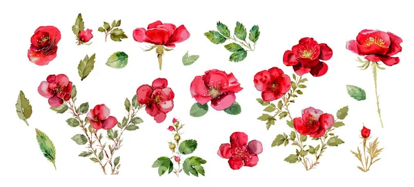 Coleção Grande Conjunto Com Rosas Selvagens Flores Aquarela Beleza Vermelha — Vetor de Stock