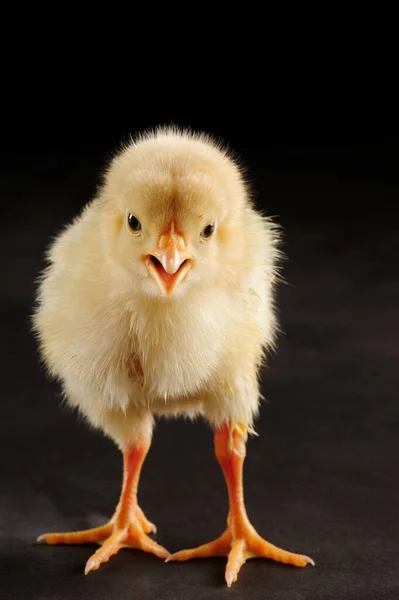 Siyah arka planda beyaz tavuk ve civciv