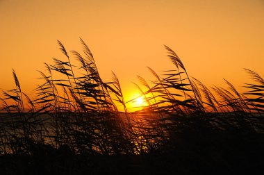 Sazlıklar ve altın saatlerle kumsalda gün batımı