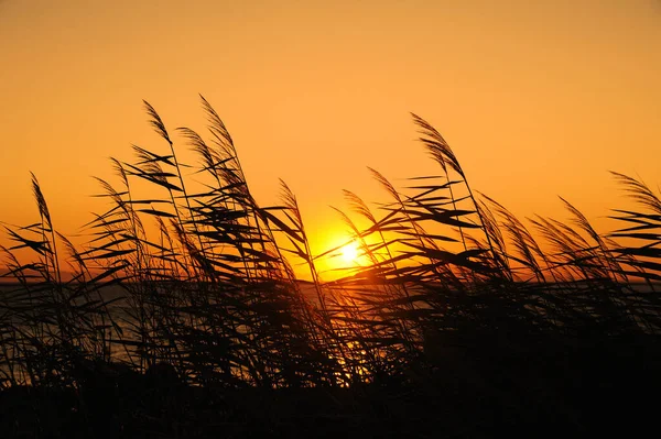 Sazlıklar ve altın saatlerle kumsalda gün batımı