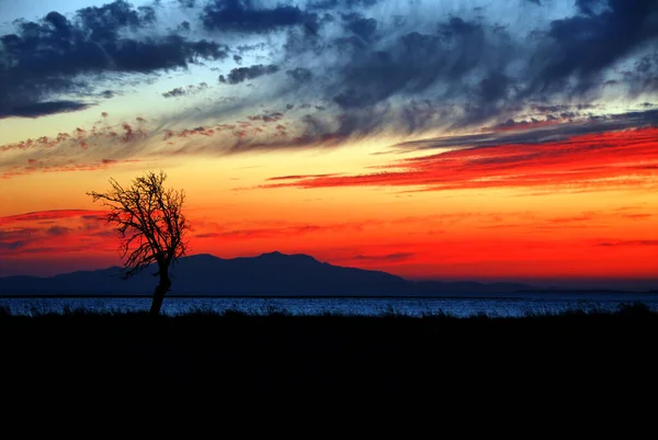 Erstaunliche Himmel Sonnenuntergang Über Dem Meer Mit Einsamen Baum Meer — Stockfoto