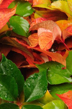 Sonbahar yaprakları, sonbahar bitkileri