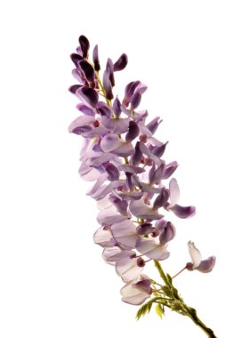 beyaz arkaplanda izole edilmiş mor leylak çiçekleri