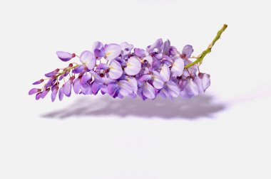 Beyaz arka plan üzerinde güzel mor Eflatun çiçekler