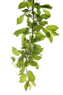 Beyaz arkaplanda yeşil yapraklar