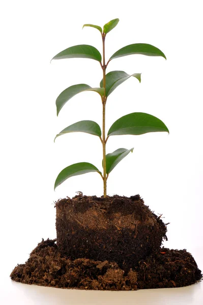 Planta Verde Que Crece Suelo Aislada Sobre Fondo Blanco —  Fotos de Stock