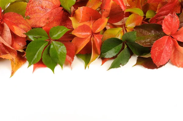 autumn leaves on a white background have space for text area