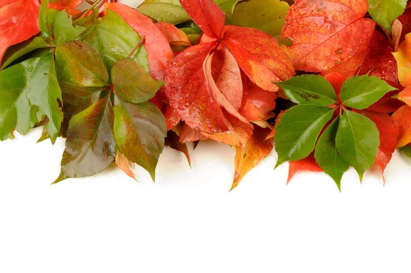autumn leaves on a white background have space for text area