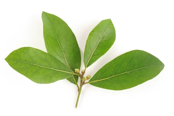 Grüne Blätter Einer Pflanze Auf Weißem Hintergrund — Stockfoto