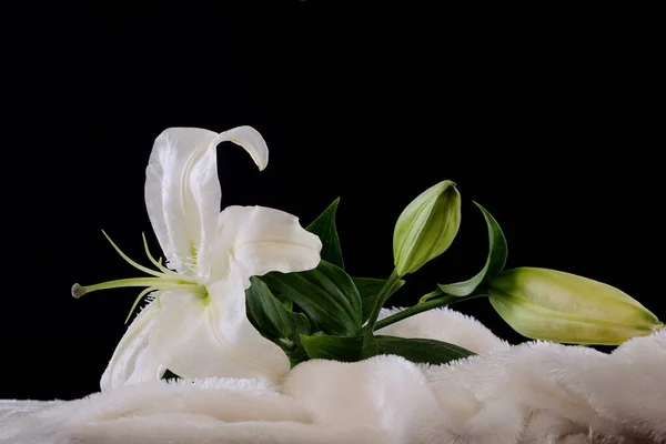 Flor Lírio Branco Fundo Preto — Fotografia de Stock