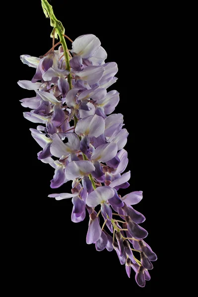 Güzel mor orkide çiçeği siyah arkaplanda izole edilmiş.