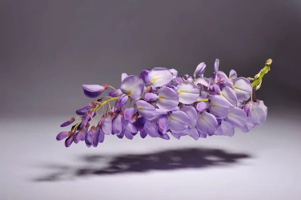 Belas Flores Lilás Roxas Fundo Escuro — Fotografia de Stock