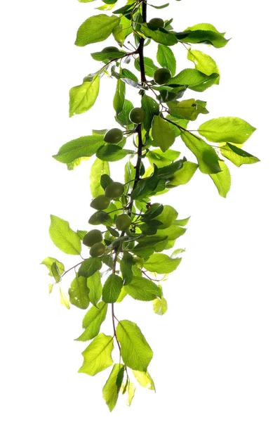 Zweig Eines Apfelbaums Mit Grünen Blättern Auf Weißem Hintergrund — Stockfoto