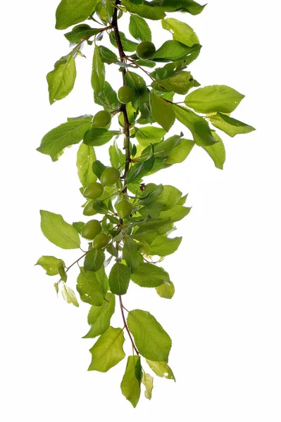 Grüne Blätter Eines Astes Mit Weißem Hintergrund — Stockfoto