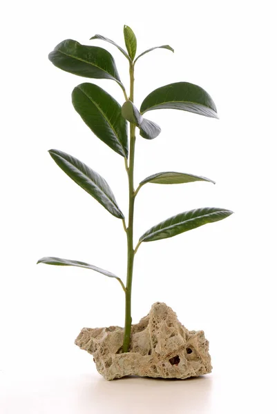 Rostoucí Zelená Rostlina Bílém Pozadí Izolované Close — Stock fotografie