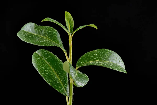Зелене Листя Краплями Дощу Чорному Фоні — стокове фото