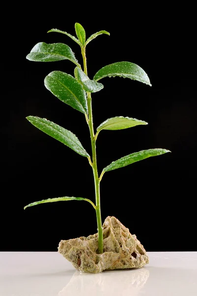 Зелена Рослина Горщику Чорному Тлі — стокове фото