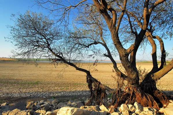 Dry soils and dried wood that have cracked and pitted in the absence of water point to the world's freshwater crisis