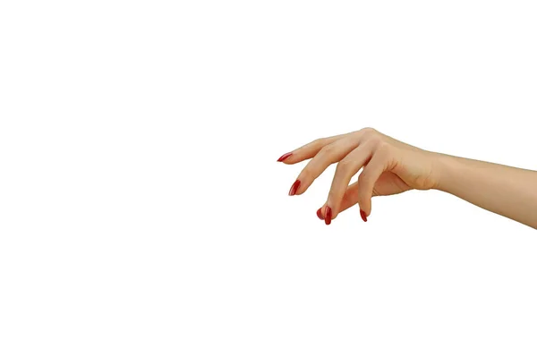 Женская Рука Красным Маникюром Держит Изолированное Белом Фоне — стоковое фото