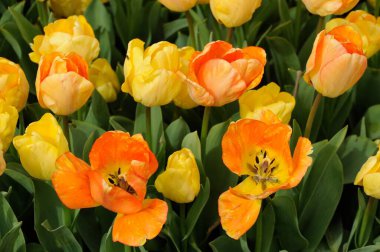 Bahçedeki güzel laleler