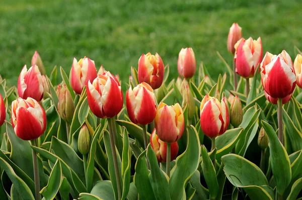 Bahçedeki güzel laleler