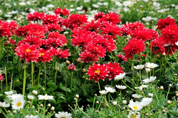 Flori Frumoase Grădină — Fotografie, imagine de stoc