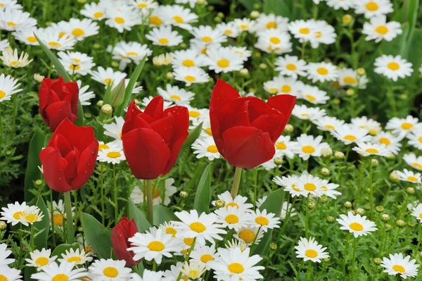 Belles Fleurs Dans Jardin Image En Vente