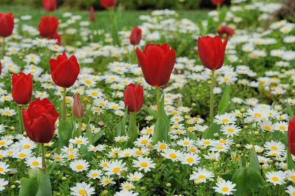 Krásné Květiny Zahradě Stock Snímky