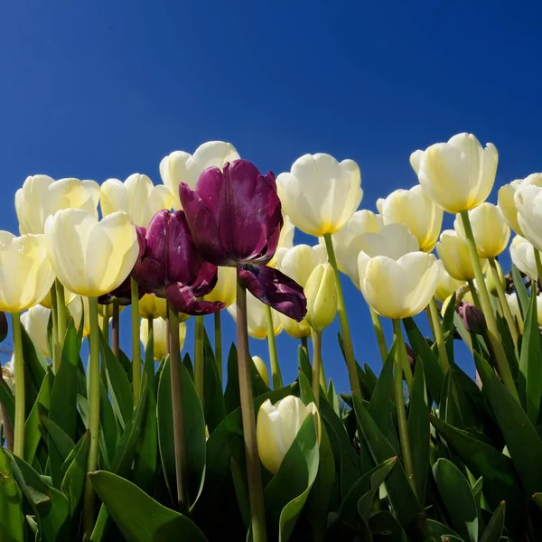 Krásné Tulipány Květiny Zahradě Stock Fotografie